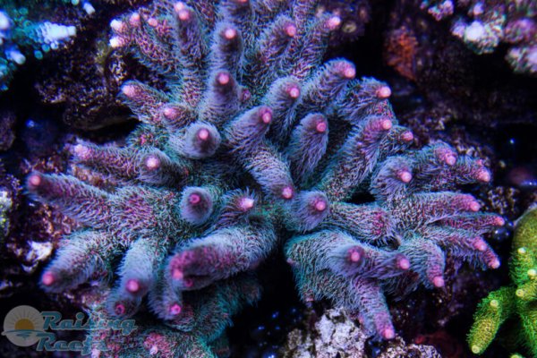 Kraken kraken link24 info