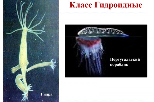 Kraken online